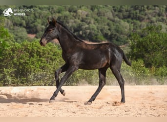 Menorquin, Stallion, 1 year, 15,2 hh, Black