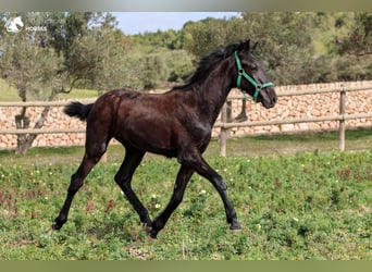 Menorquin, Stallion, 1 year, 15.2 hh, Black