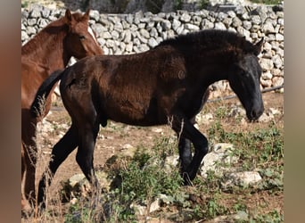 Menorquin, Stallion, 1 year, 15,3 hh, Black