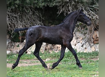 Menorquin, Stallion, 1 year, 15,3 hh, Black