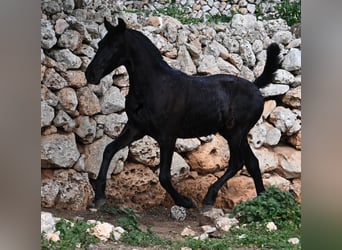 Menorquin, Stallion, 1 year, 15,3 hh, Black