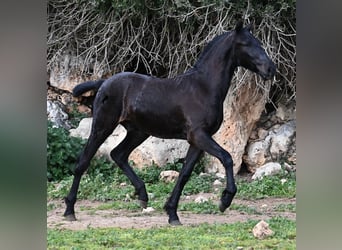 Menorquin, Stallion, 1 year, 15,3 hh, Black