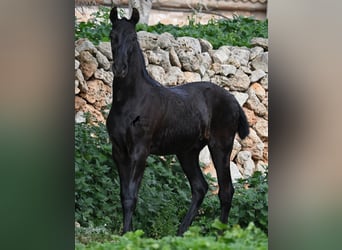 Menorquin, Stallion, 1 year, 15,3 hh, Black