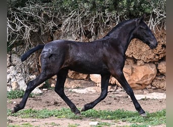 Menorquin, Stallion, 1 year, 15,3 hh, Black