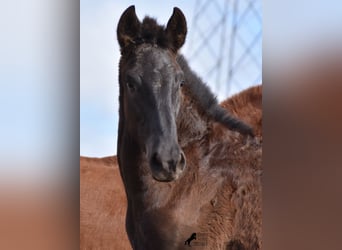 Menorquin, Stallion, 1 year, 15,3 hh, Black