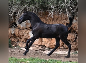 Menorquin, Stallion, 1 year, 15,3 hh, Black