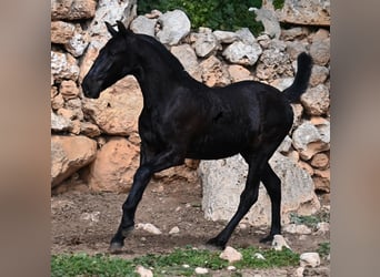 Menorquin, Stallion, 1 year, 15,3 hh, Black