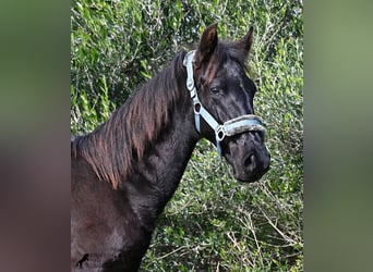 Menorquin, Stallion, 1 year, 15,3 hh, Black