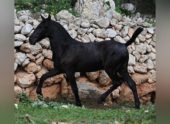 Menorquin, Stallion, 1 year, 15,3 hh, Black