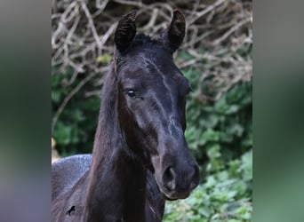 Menorquin, Stallion, 1 year, 15,3 hh, Black