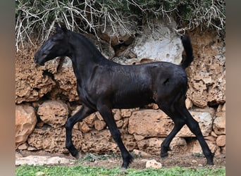 Menorquin, Stallion, 1 year, 15,3 hh, Black