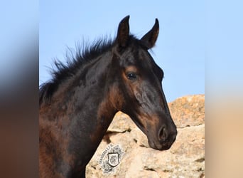 Menorquin, Stallion, 1 year, 15,3 hh, Black