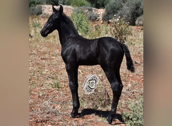 Menorquin, Stallion, 1 year, 15,3 hh, Black