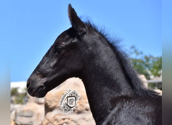 Menorquin, Stallion, 1 year, 15,3 hh, Black