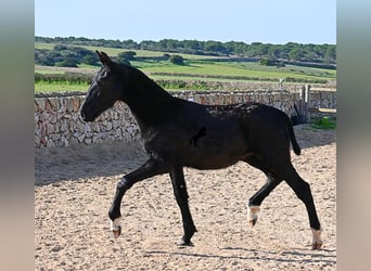 Menorquin, Stallion, 1 year, 15,2 hh, Black