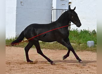 Menorquin, Stallion, 1 year, 15,2 hh, Black
