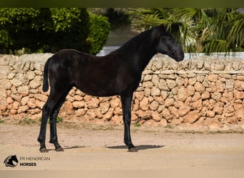 Menorquin, Stallion, 1 year, 16 hh, Black