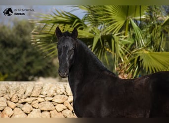 Menorquin, Stallion, 1 year, 16 hh, Black