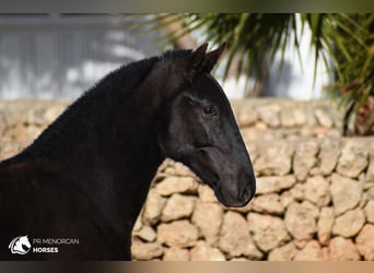 Menorquin, Stallion, 1 year, 16 hh, Black