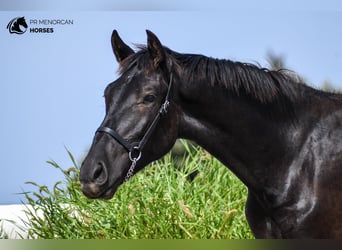 Menorquiner, Hengst, 1 Jahr, 16 hh, Rappe