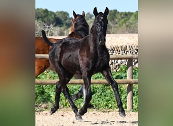 Menorquin, Stallion, 1 year, 16 hh, Black