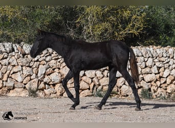 Menorquin, Stallion, 1 year, 16 hh, Black