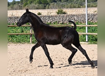 Menorquin, Stallion, 1 year, 16 hh, Black