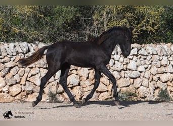 Menorquin, Stallion, 1 year, 16 hh, Black