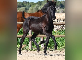 Menorquin, Stallion, 1 year, 16 hh, Black