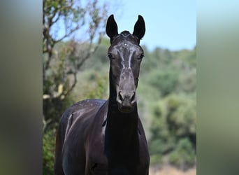 Menorquin, Stallion, 1 year, 16 hh, Black