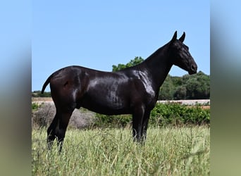 Menorquin, Stallion, 1 year, 16 hh, Black