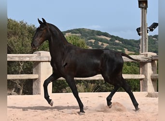 Menorquin, Stallion, 1 year, 16 hh, Black