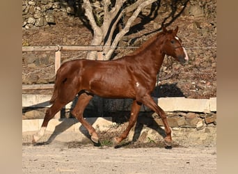 Menorquin, Stallion, 1 year, 16 hh, Chestnut-Red