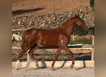 Menorquin, Stallion, 1 year, 16 hh, Chestnut-Red