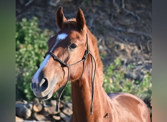 Menorquin, Stallion, 1 year, 16 hh, Chestnut-Red