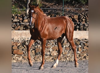 Menorquin, Stallion, 1 year, 16 hh, Chestnut-Red