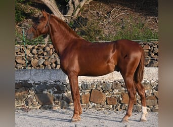 Menorquin, Stallion, 1 year, 16 hh, Chestnut-Red