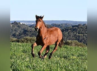 Menorquin Mix, Stallion, 1 year, 16,1 hh, Brown