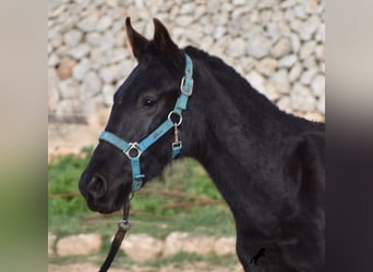 Menorquin, Stallion, 1 year, Black