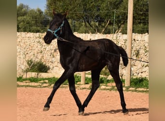 Menorquin, Stallion, 1 year, Black