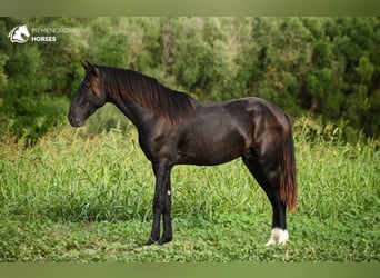 Menorquiner, Hengst, 2 Jahre, 14,3 hh, Rappe