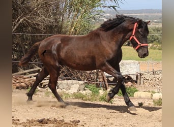 Menorquin, Stallion, 2 years, 15.2 hh, Black