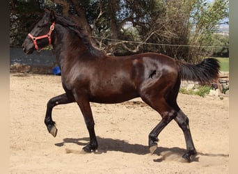 Menorquin, Stallion, 2 years, 15.2 hh, Black