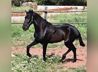 Menorquin, Stallion, 2 years, 15.2 hh, Black