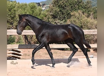 Menorquin, Stallion, 2 years, 15.2 hh, Black