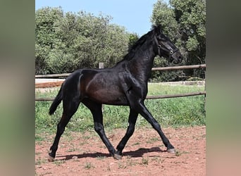 Menorquin, Stallion, 2 years, 15.2 hh, Black