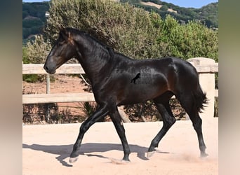 Menorquin, Stallion, 2 years, 15.2 hh, Black