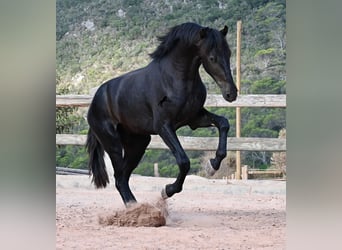 Menorquin, Stallion, 2 years, 15.2 hh, Black