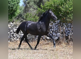 Menorquin, Stallion, 2 years, 15.2 hh, Black