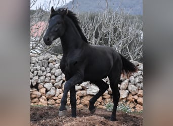 Menorquin, Stallion, 2 years, 15,3 hh, Black